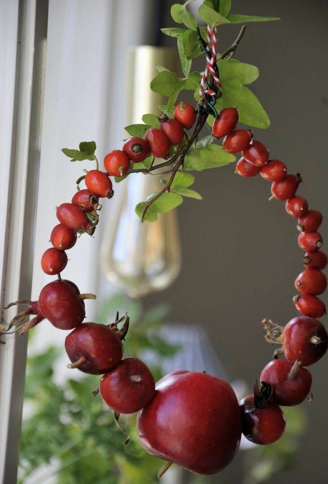 En vacker fönsterdekoration av äpple och nypon. Du gör den på ett kick! Foto: Ellen Forsström En vacker fönsterdekoration av äpple och nypon. Du gör den på ett kick!