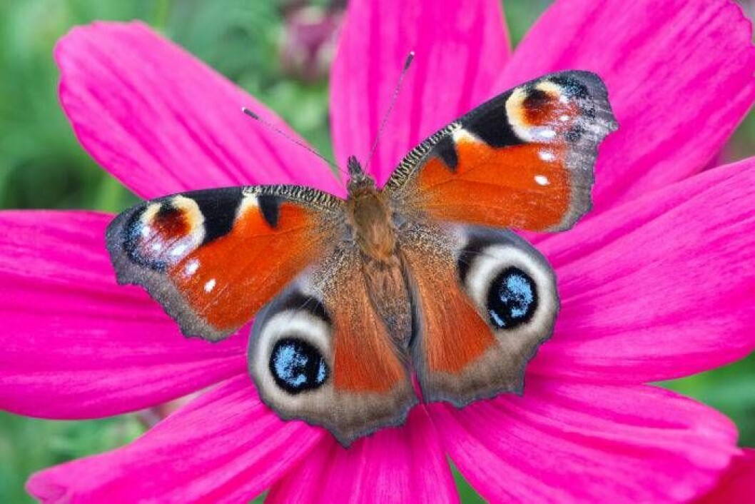 Insekter behöver blommor för att tillgodose sina näringsbehov. Exempelvis får de protein från blommans nektar. Foto: IBL Bildbyrå En fjäril pollinerar en blomma