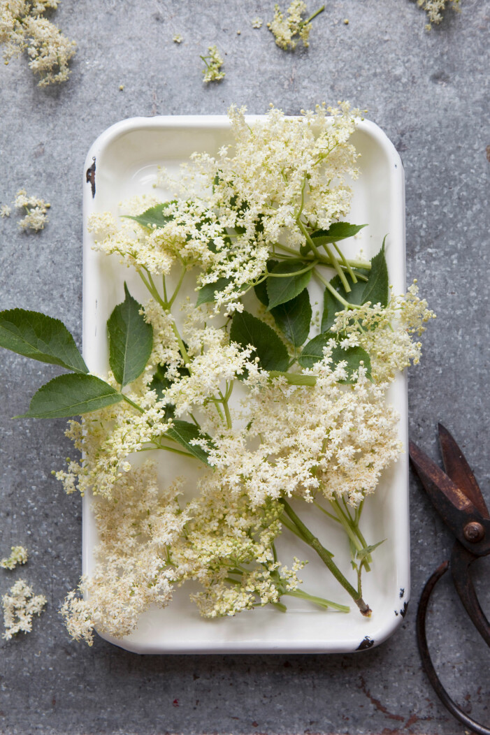 Fläder är härligt frisk i smaken och passar i både mat och dryck. Fläder är en ätbar blomma perfekt för både mat och dryck