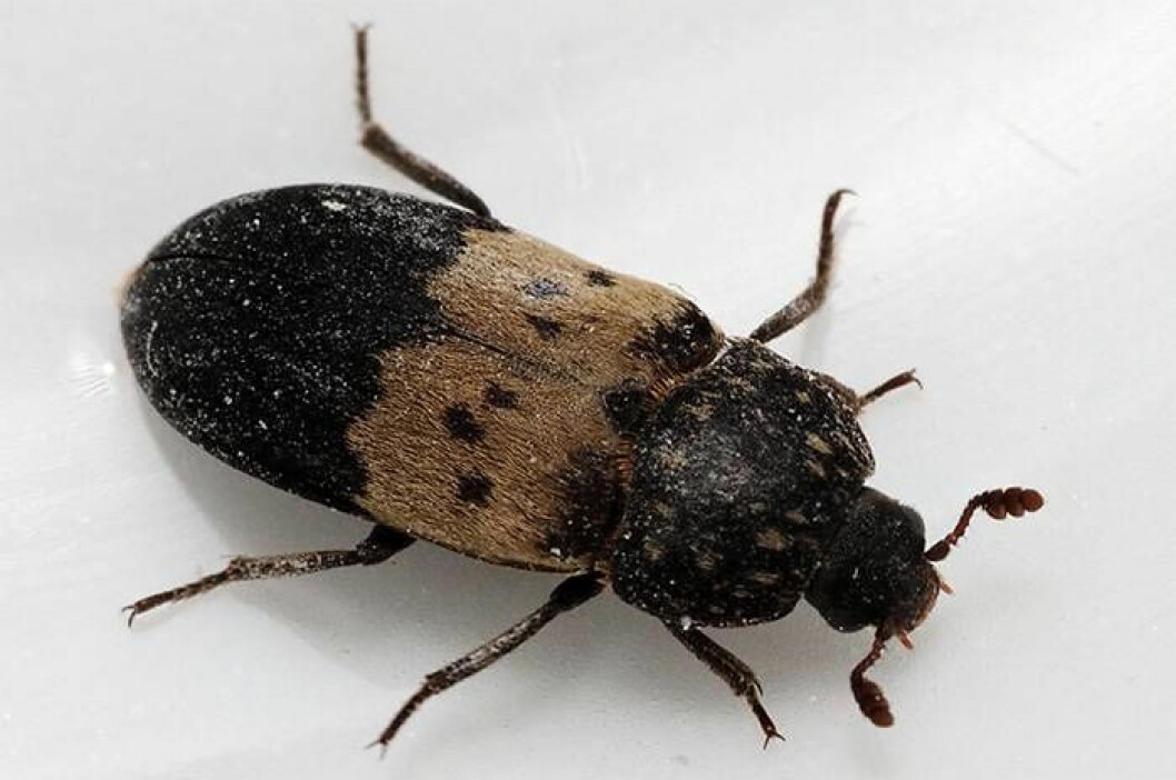 Fläskänger. Foto: <a href="https://commons.wikimedia.org/wiki/File:Dermestes_lardarius.jpg" target="_blank" rel="noopener">Wikimedia</a> Fläskänger. Foto: Wikimedia