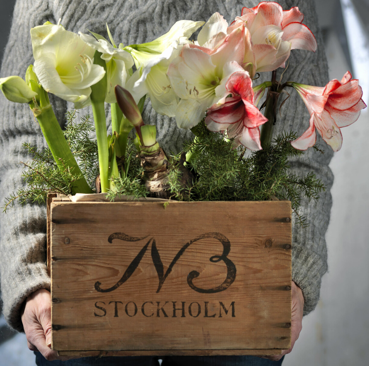 Flera amaryllis på lök i en trälåda.