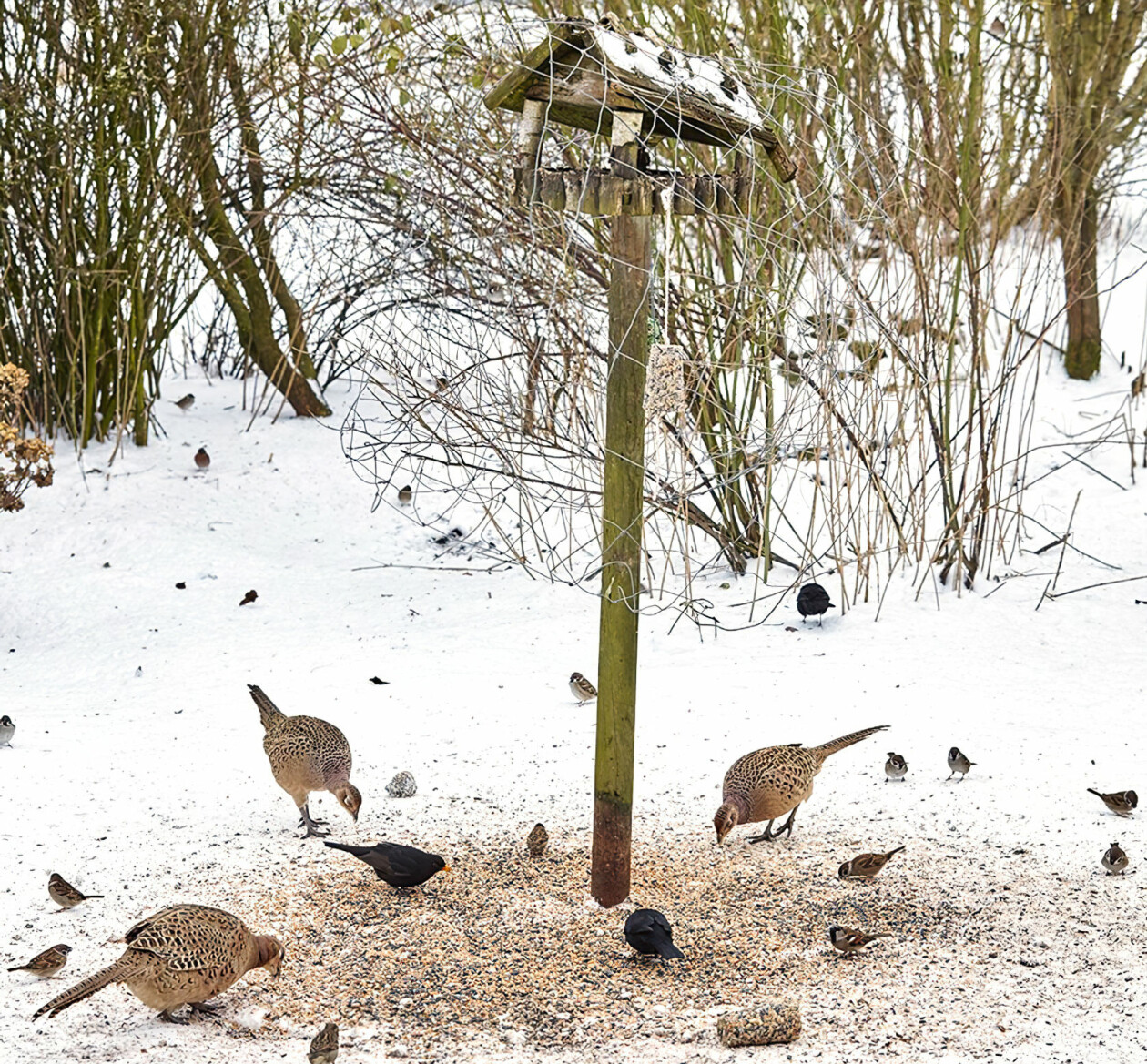 Flera olika småfåglar äter från marken runt en matare.