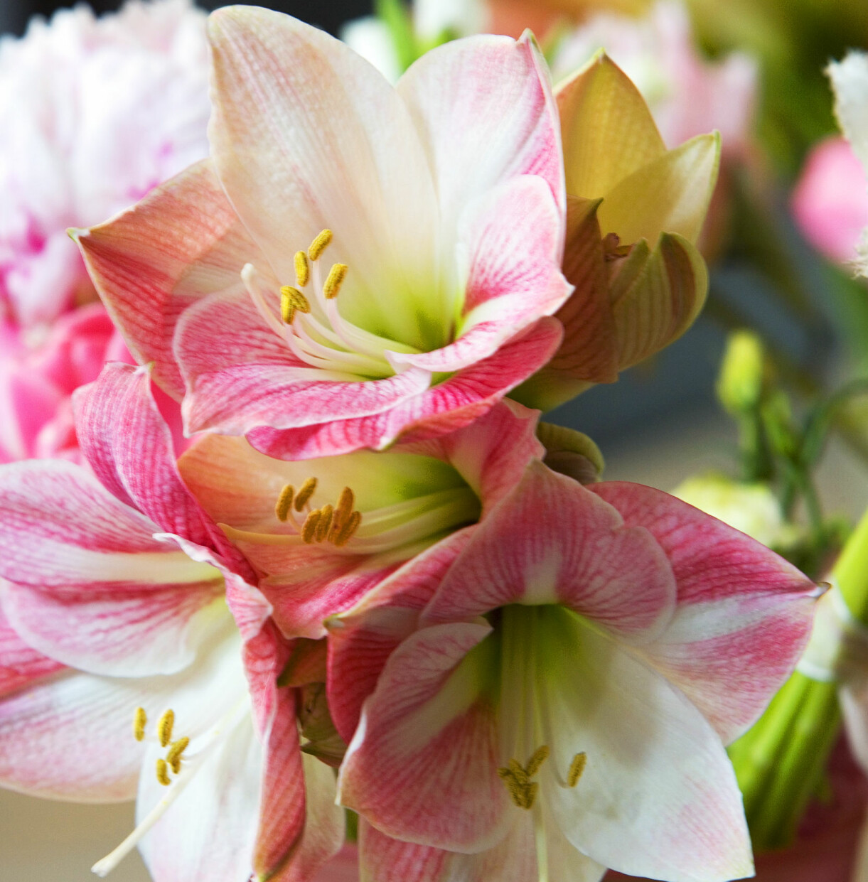 Flerfärgad amaryllis.