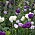 Mörklila ’Negrita’, vita och ljuslila ’Shirley’, créme-vita ’Ivory Floradale’, klocklilja, Fritillaria persica ’Ivory Bells’ och mörka klock­liljan, Fritillaria ­persica ’Twin Towers’.