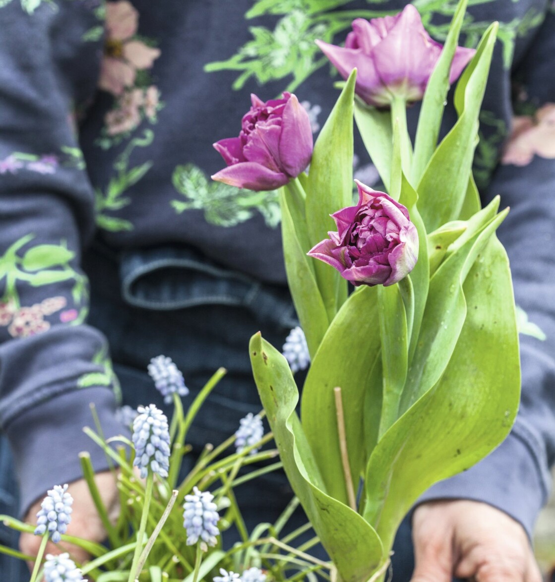 Tulpaner blommar tidigt i kruka.