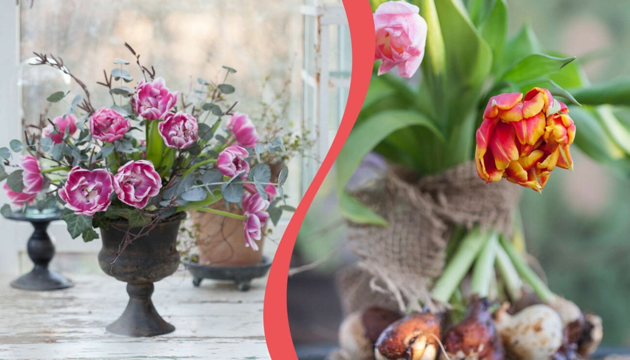 Två olika arrangemang med tulpaner som floristen tipsar om.