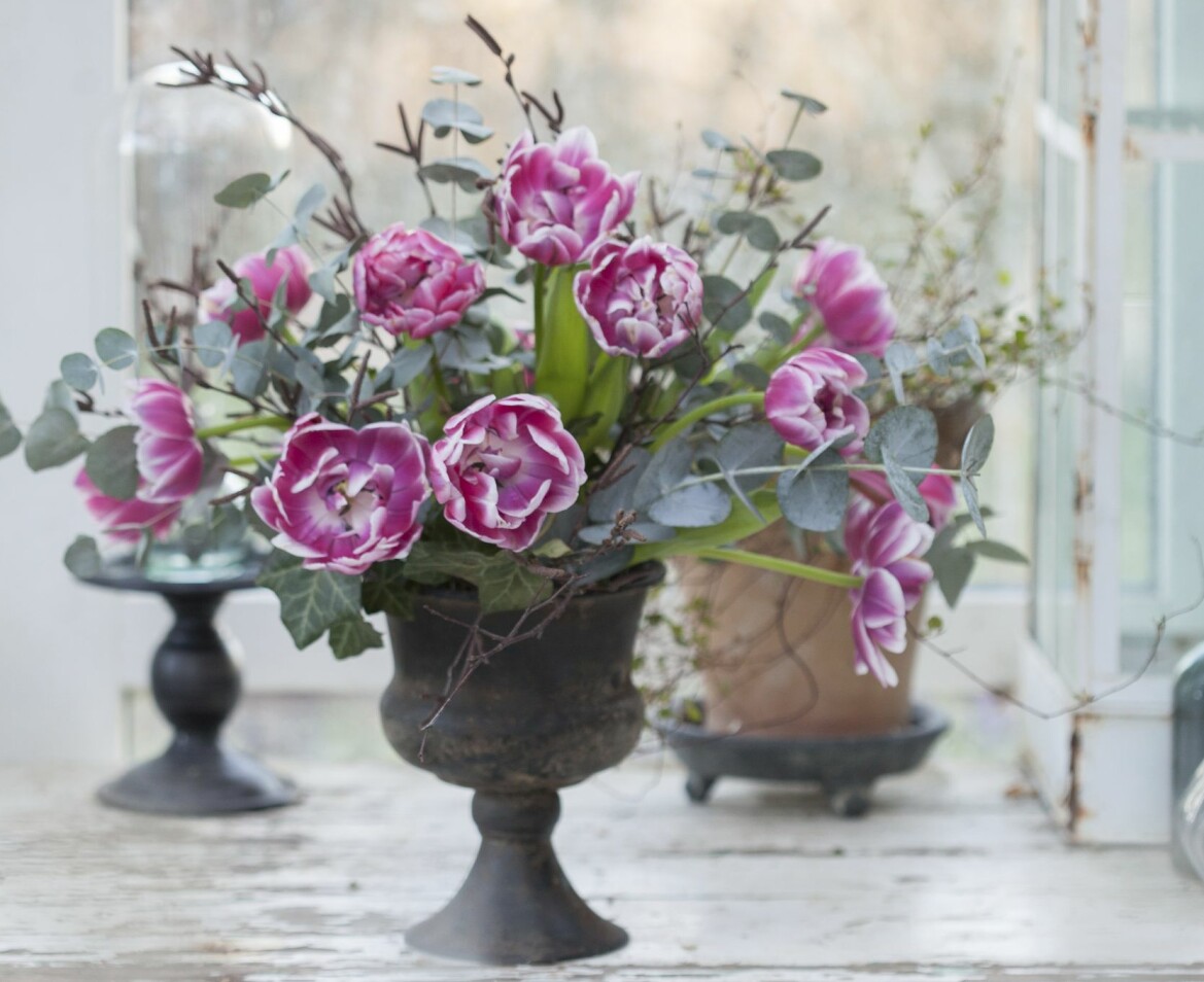 Floristens vackraste arrangemang med tulpaner i kruka.