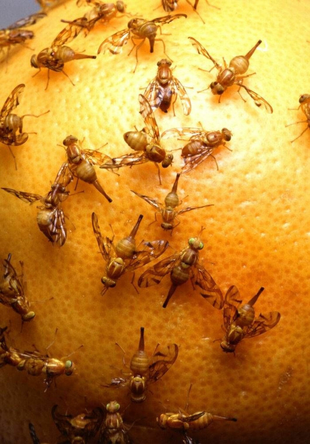 Massor av fruktflugor
