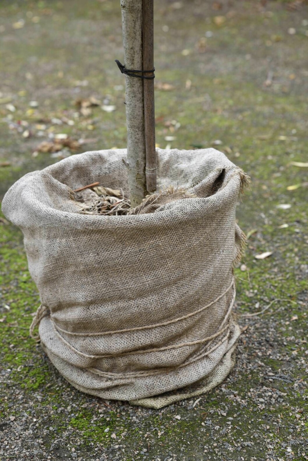 Skydda dina krukor i vinter. Kruka som invirad i tyg för att skyddas mot kyla.