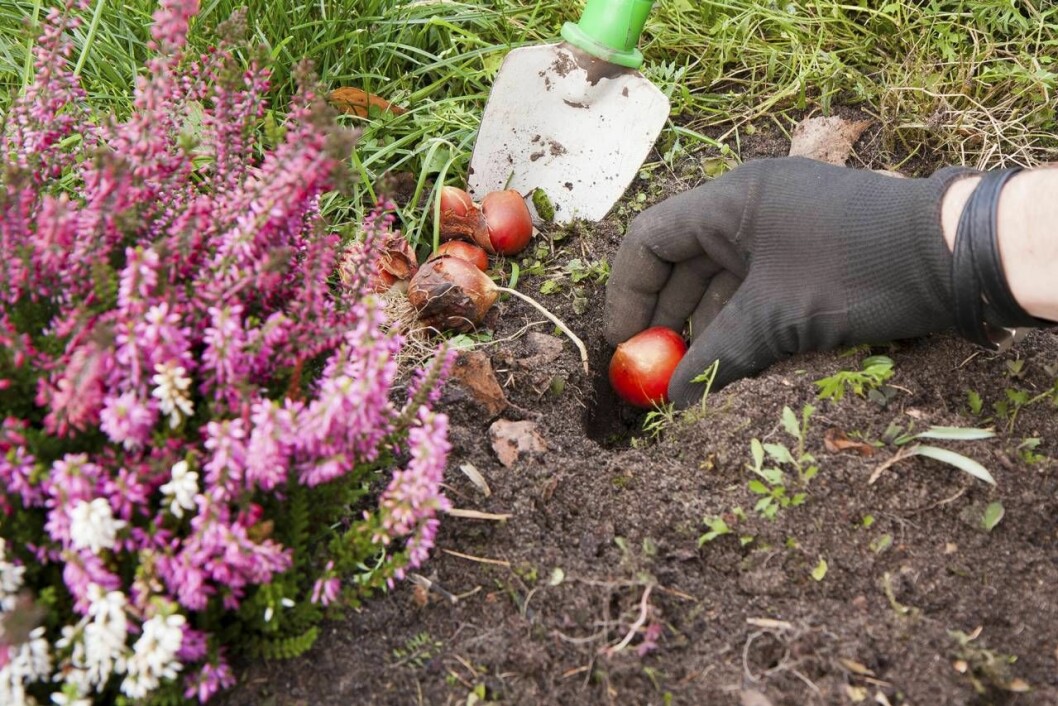 Plantera vårlökar så länge det går. Resultatet gör dig inte besviken. Plantering under höst och vinter