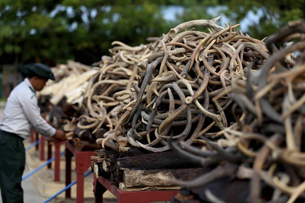 Nyligen eldade myndigheterna i Myanmar upp ett stort beslag av elfenben och andra delar från hotade djurarter. Den illegala jakten på elefanter, noshörningar och andra utrotningshotade arter är direkt kopplad till handeln med elfenben, skinn och andra eftertraktade delar av djuren. Hög med elfenben