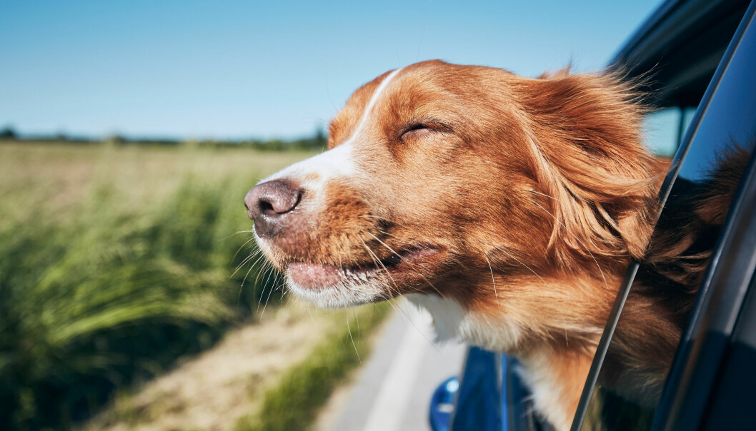 fördelar med att ha hund – för hälsan