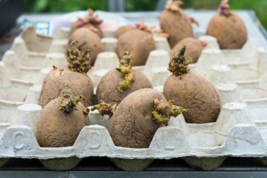 Förgro gärna potatisen i en äggkartong innan du sätter ut den. Foto: Shutterstock/IBL Förgro gärna potatisen i en äggkartong innan du sätter ut den.