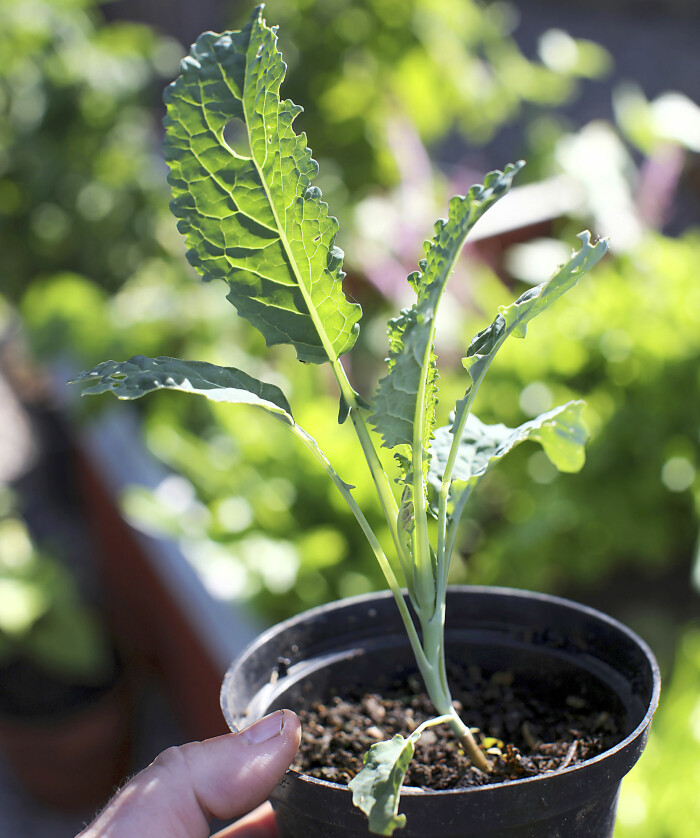 En förgrodd planta svartkål är redo att flytta in i kanten när det blir en ledig plats efter löken. Förgrodd svartkål i kruka.