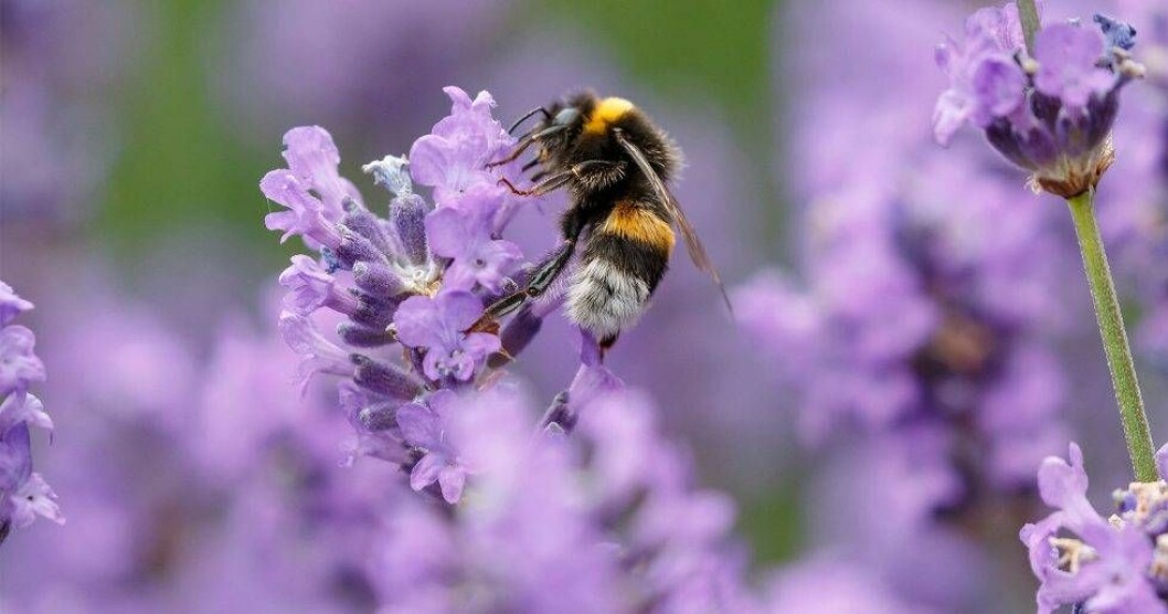 Olika sorters lavendel kräver olika mycket uppmärksamhet. Lavendelns härdighet varierar från art till art och påverkar i vilka zoner de trivs bäst. Lavendel som får påhälsning av ett litet djur.