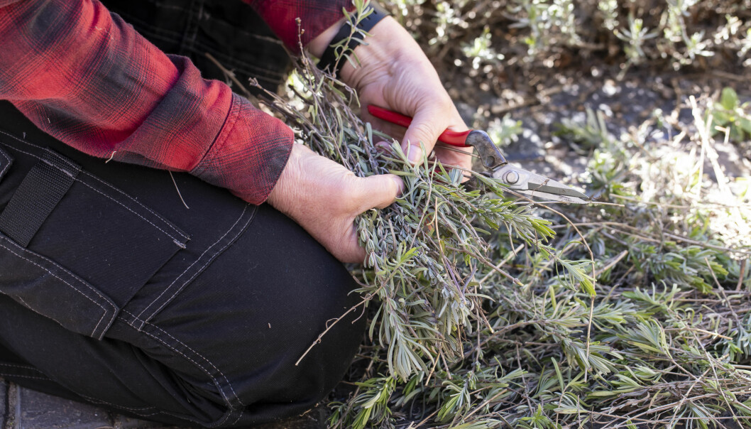 Anni Jähde klipper av grenar på sin lavendel för att föröka med sticklingar.