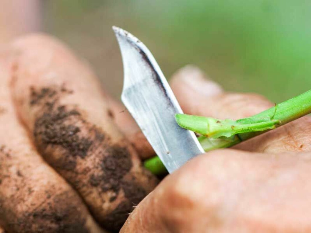 Skär med kniven av skottanlaget från rosgrenen med ett långt snitt.