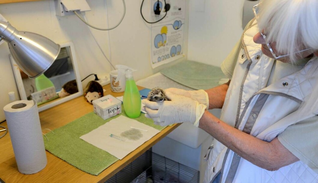 Eva håller en liten igelkott på sin klinik