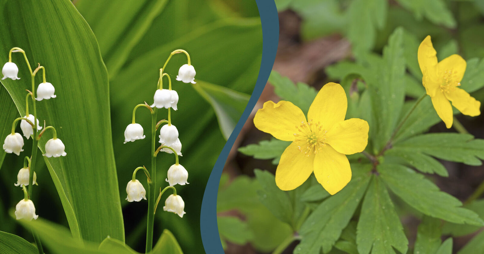 Fridlysta blommor: Här är 7 blommor du inte får plocka | Allas