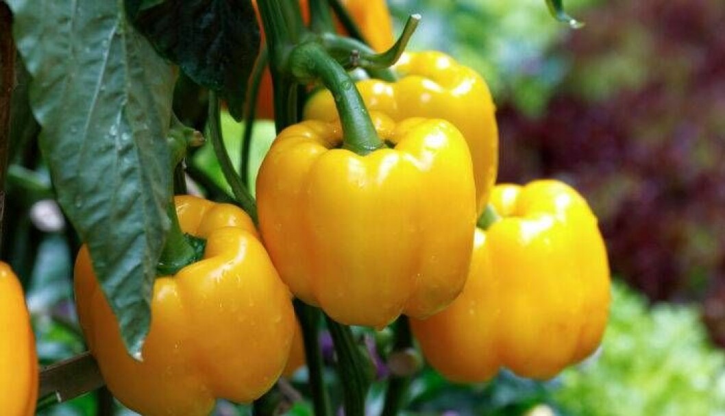 Gul paprika.