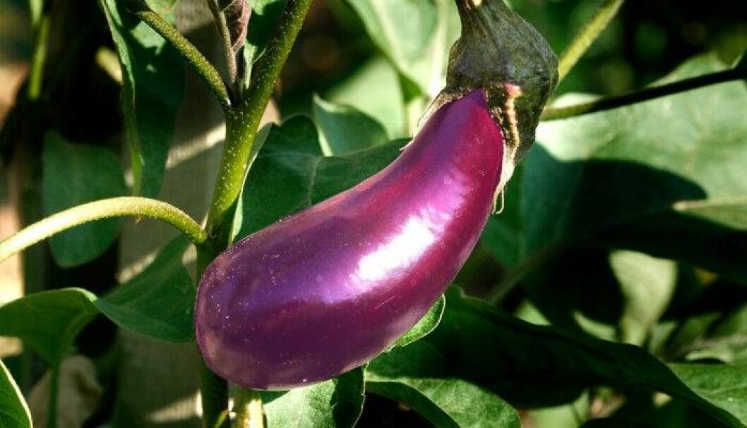 Odla egen aubergine