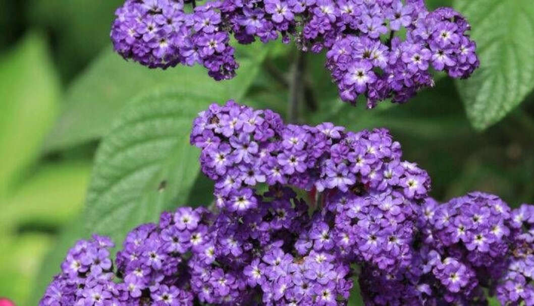 Odla Heliotrop