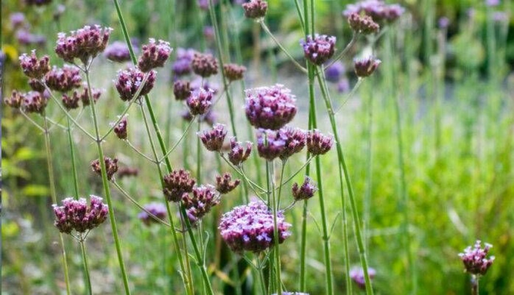 Foto: IBL Jätteverbena