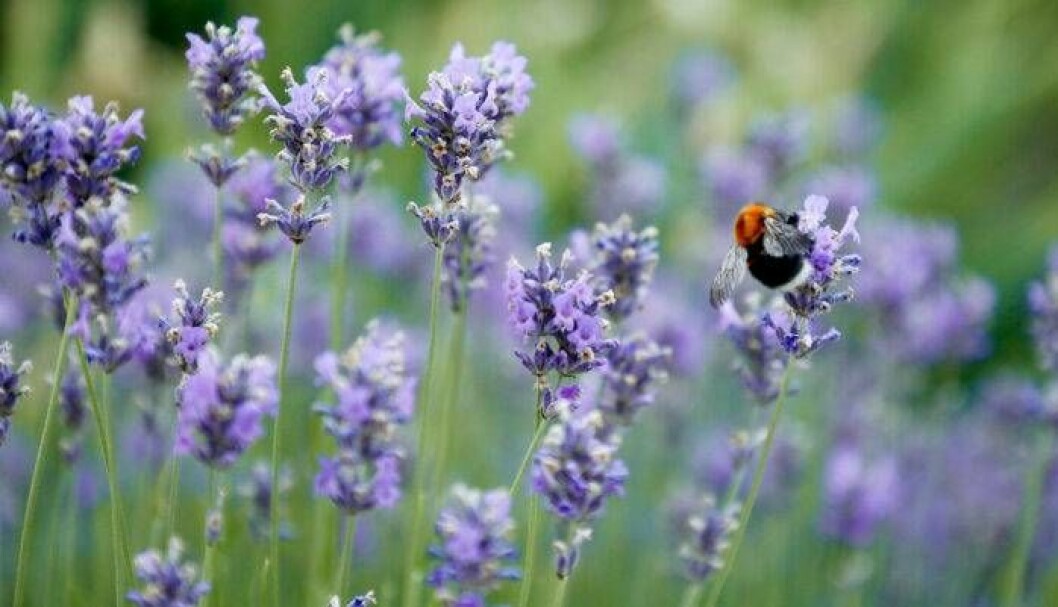 Lavendel.