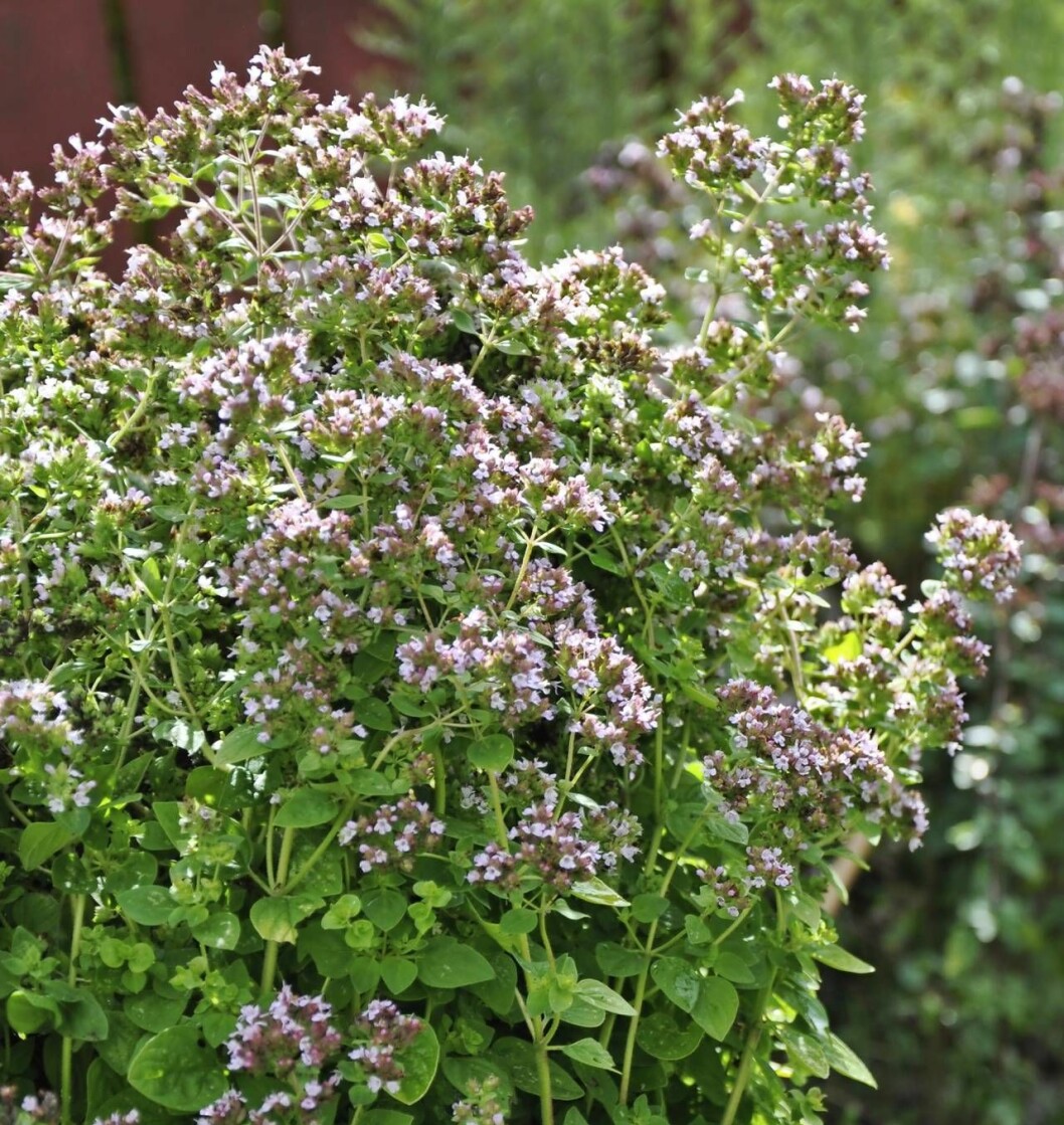 Många kryddörter, som kungsmyntan, blommar vackert och är fina i buketter. Men för smakens skull ska de skördas innan blomningen kommer igång. Blommande kungsmynta