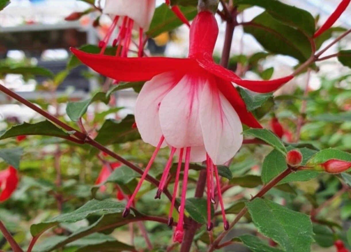 Fuchsia 'Alice Hoffman'