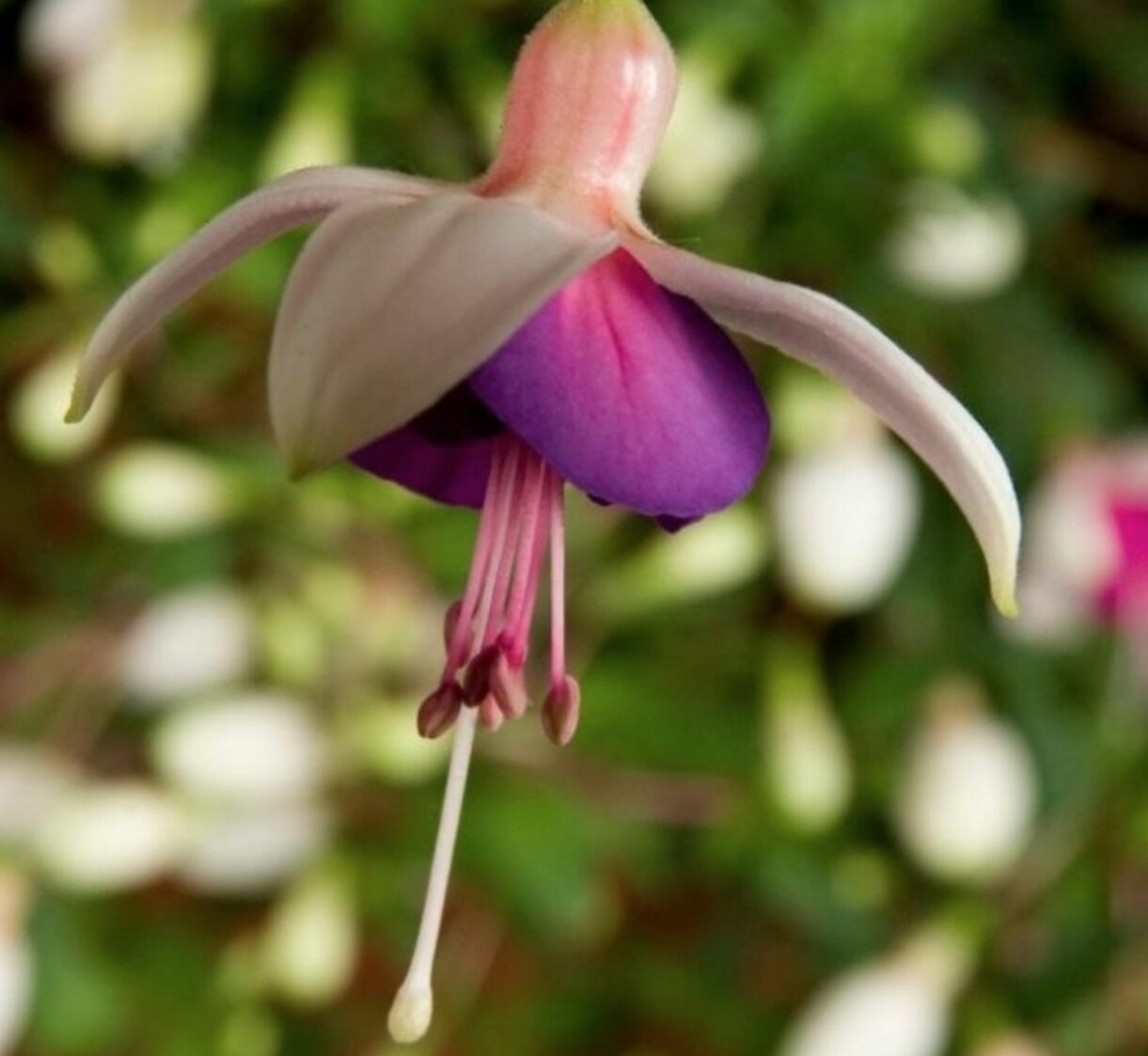 Fuchsia 'La Campanella'