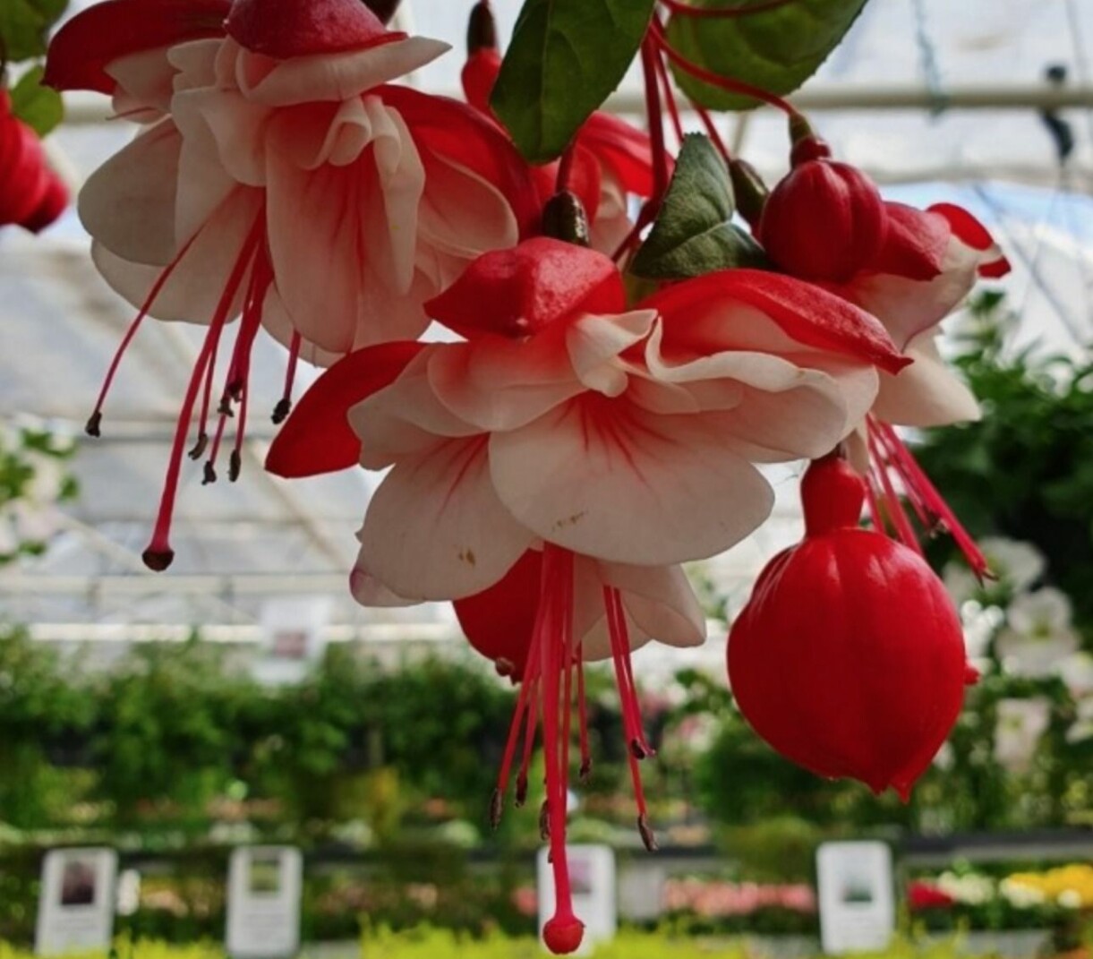 Fuchsia 'Snow Cap'