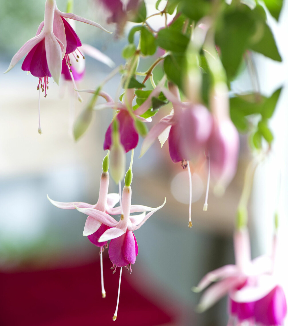 Fuchsia ser sofistikerad ut men gillar faktiskt regn och rusk.