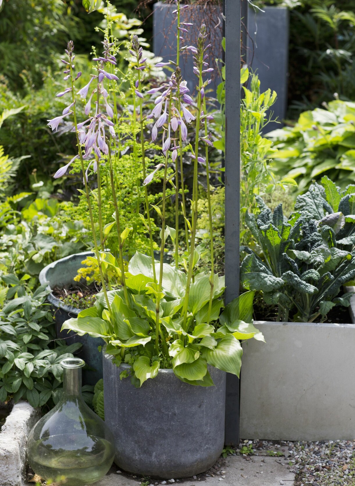Funkior är oslagbara i kruka! Det finns massor av sorter att välja bland, de trivs bra och klarar vintrarna. Denna höstfunkia, <em>Hosta lancifolia, </em>har långa blomstänglar som nästan påminner om Afrikas blå lilja. Funkia är oslagbar i kruka.