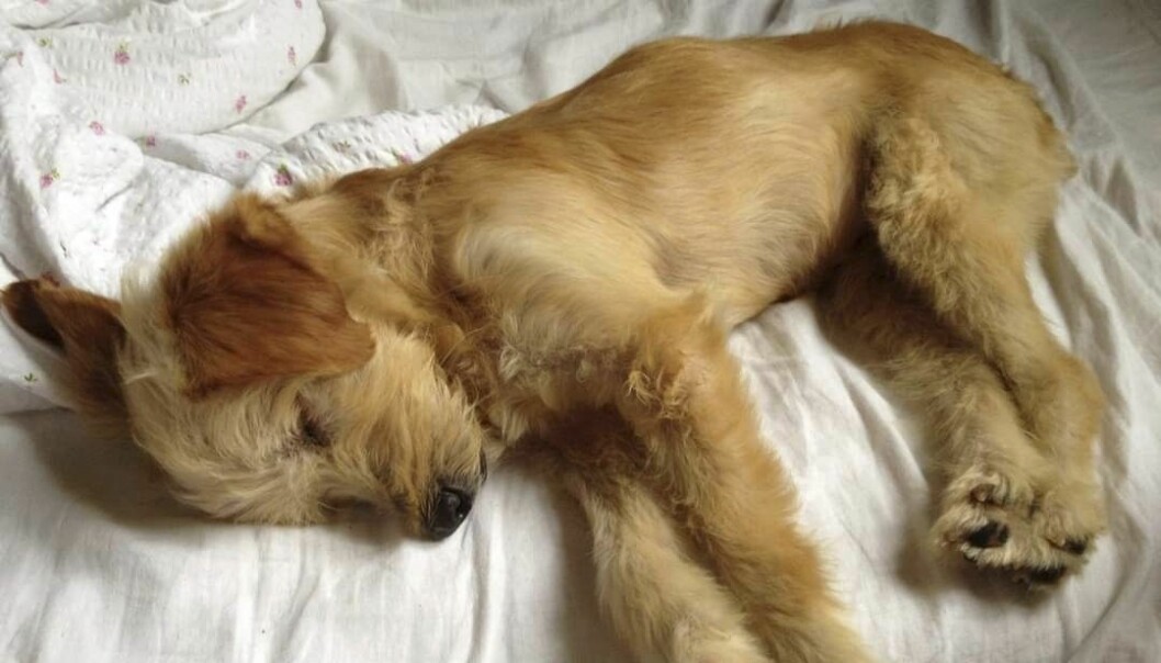 Hunden Lilo var gatuhund på Kreta i Grekland.