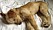 Hunden Lilo var gatuhund på Kreta i Grekland.