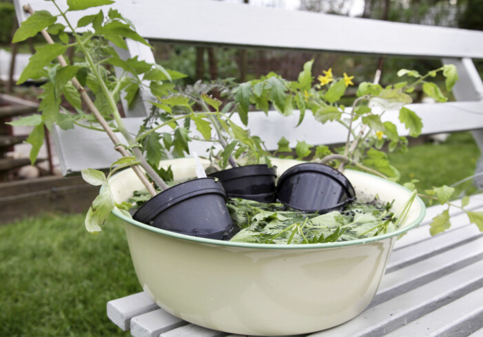 Tomatplantor i ett bad av nässelvatten.