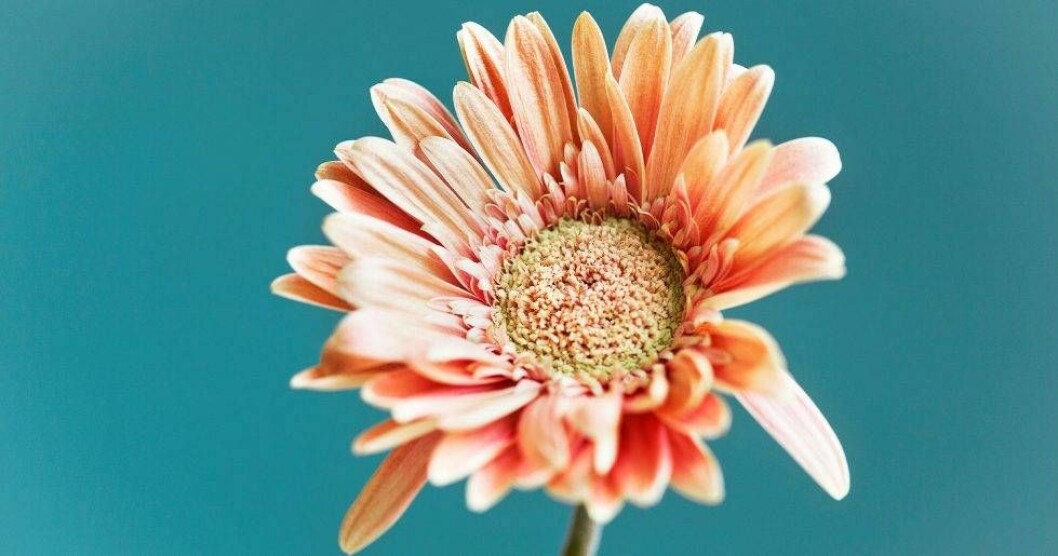 Gerbera fångar upp rök och avgaser.