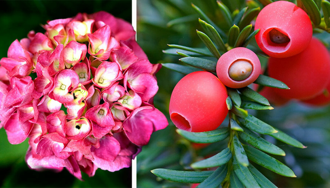 Hortensia och idegran – två giftiga blommor du kanske har hemma i trädgården.