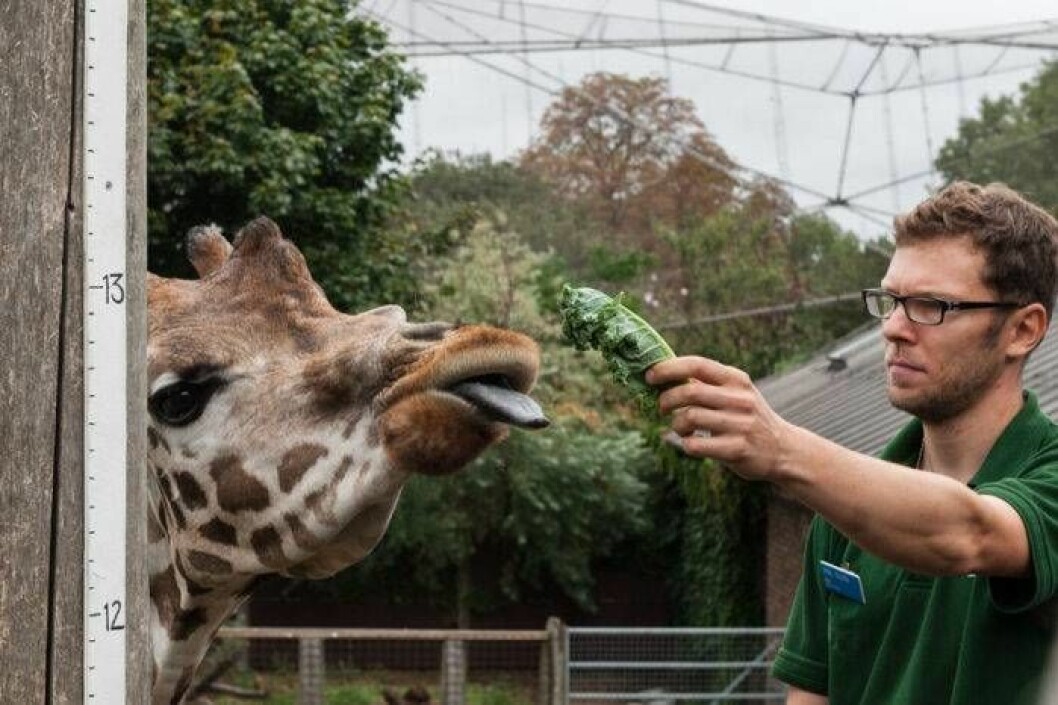Giraffer äter mycket och självklart måste de ha tillräckligt med magar för att kunna klara av det. Men hur många? Foto: IBL Hur många magar har giraffer?