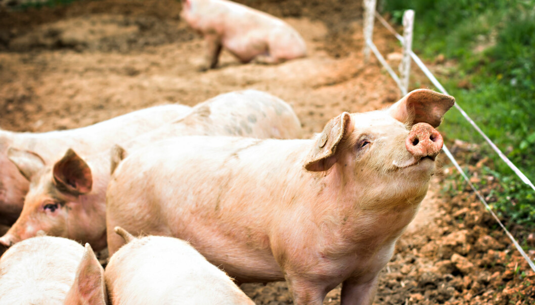 Torkan 2018 och svinpest i Kina är bara två anledningar till bristen på bacon. Foto: Shutterstock/TT Glada grisar på en gård inför slakten.