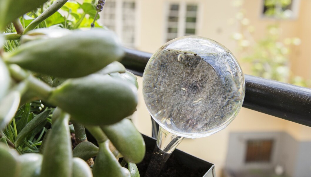 En glaskula för självbevattning ser till att dina växter får fukt. Fyll kulan med vatten, stick ner i blomlådan. När jorden torkat upp kommer vattnet att sippra ut i lagom takt. En glaskula i balkonglådan sköter vattningen åt dig.