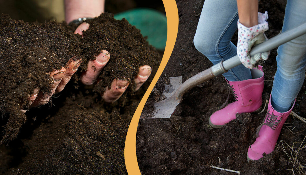 Händer med planteringsjord/person som gräver i jorden.