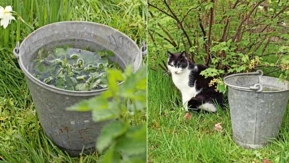 Nässelvatten är bra och billig näring till trädgården.