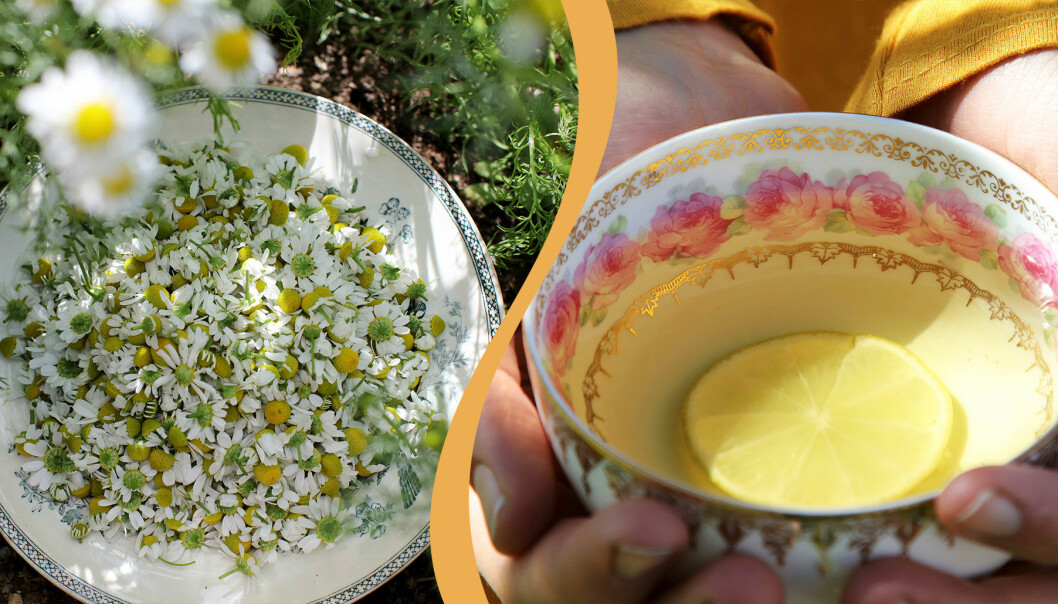 Till vänster: Blommor av kamomill plockade till te. Till höger: Kamomillte med en citronskiva.