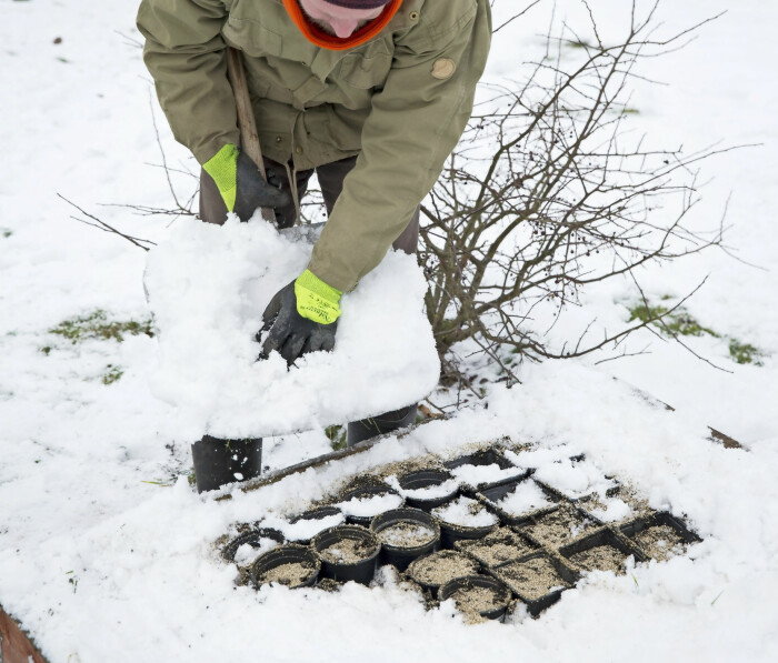 Gräv ner krukorna under ett lager snö.