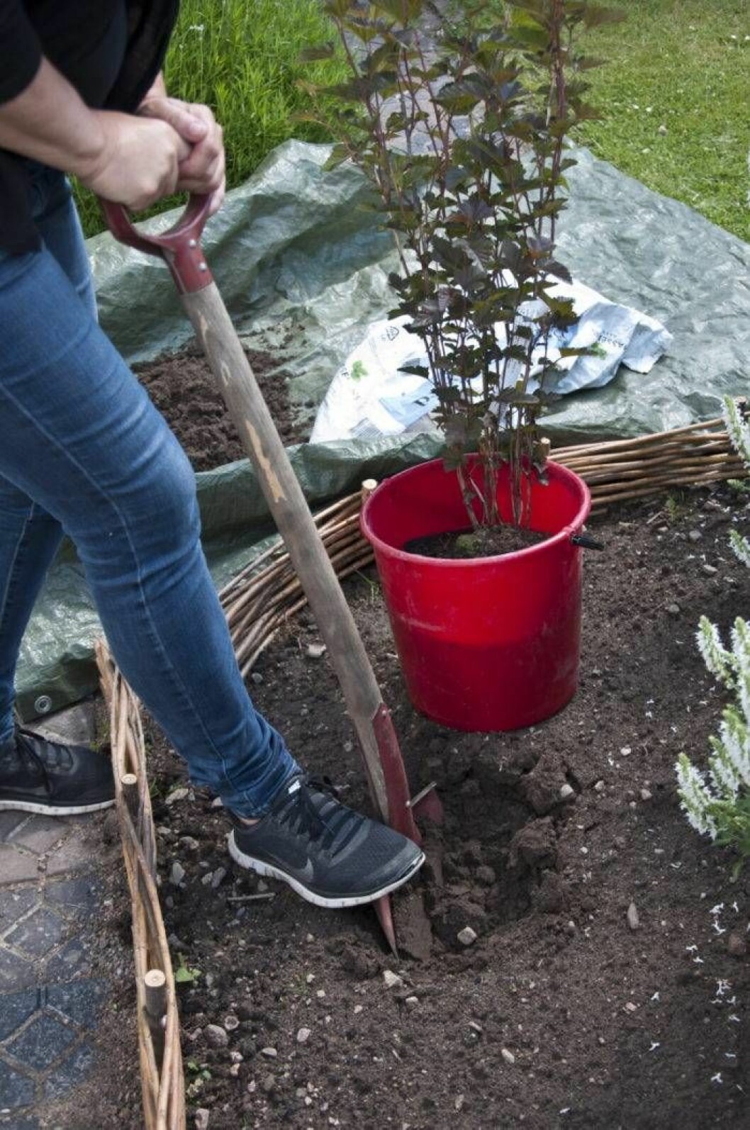 Sätt spaden i jorden! Ett tips vid plantering och grävning är att lägga ut en presenning intill och tillfälligt lägga jorden på den. Ibland måste man frakta bort jorden till en annan plats i trädgården, då kan man smidigt dra presenningen dit.