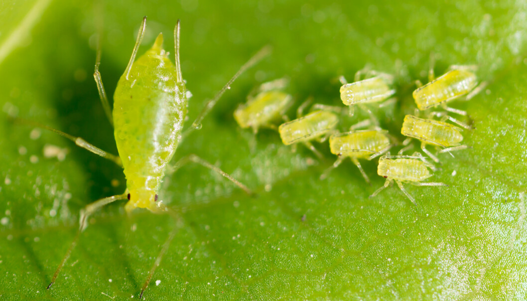 Bladlöss är en ovälkommen men vanligt förekommande gäst på våra växter både inne och ute. Foto: Shutterstock/TT Gröna bladlöss på ett blad.