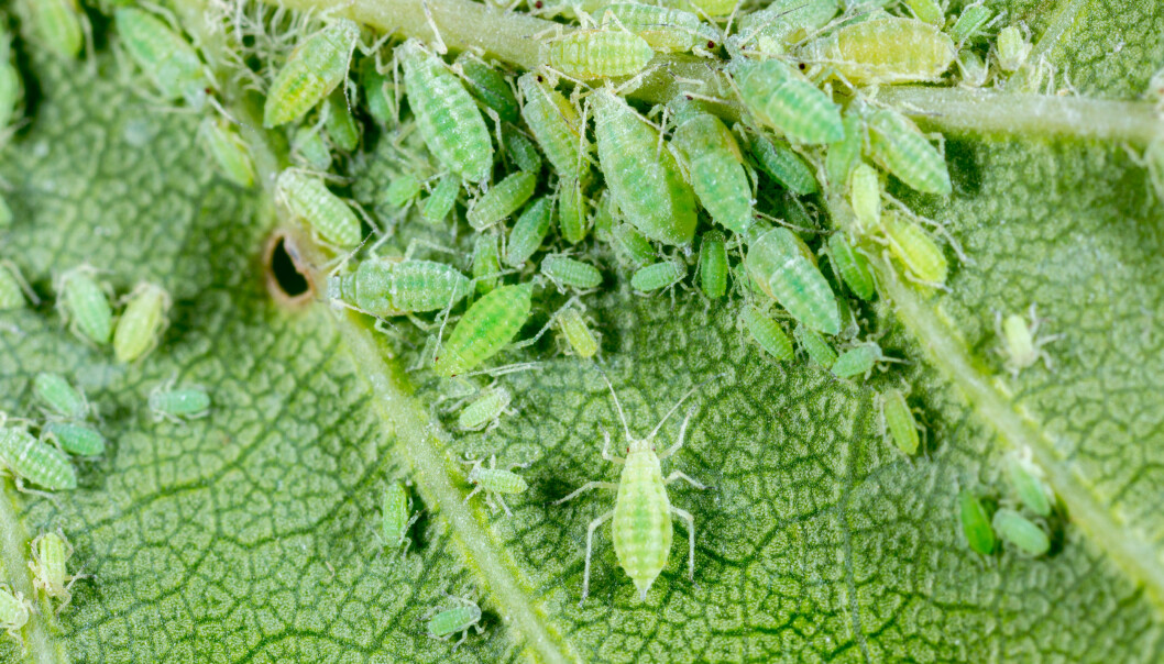 Gröna bladlöss på undersidan av ett blad.