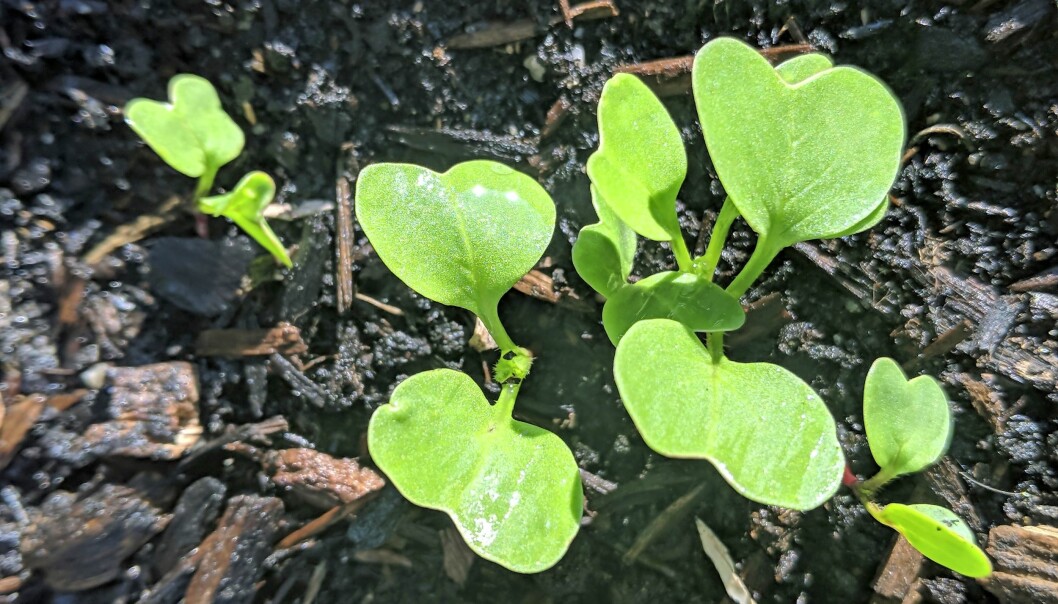När plantorna kommit upp gäller det att se upp med kraftiga temperaturväxlingar. Var redo att lägga på och ta av fiberduken. Grönsaker växer upp genom marken i vinterodlingen.